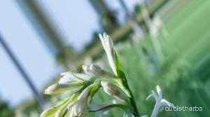 augmented_Polianthes tuberosa flower9_0_6793.jpeg